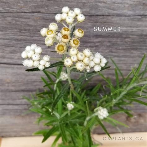 Pearly Everlasting Shop Ontario Native Plants