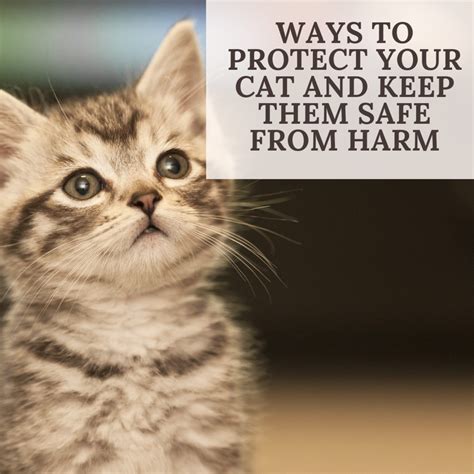 How To Keep Your Cat Safe Hubpages