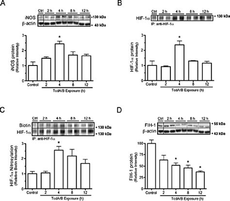 Exposure Of Caco Epithelial Cell Monolayers To C Difficile Toxins