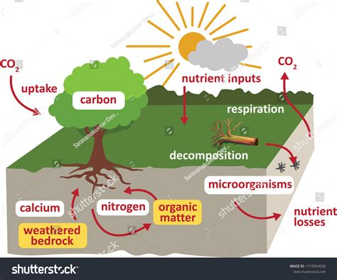 Calcium Cycle In Soil