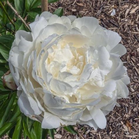 Peony Paeonia Lactiflora Elsa Sass In The Peonies Database Garden Org