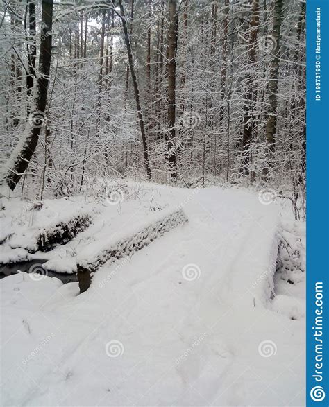 Snowy Forest And A Small Bridge Over The Stream Stock Photo Image Of