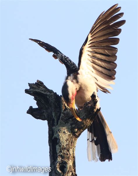 Southern Yellow Billed Hornbill Jon Hardacre Nature Photography