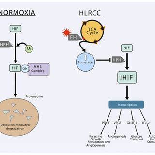 Hypoxia Inducible Factor HIF Upregulation In FH Cells Under