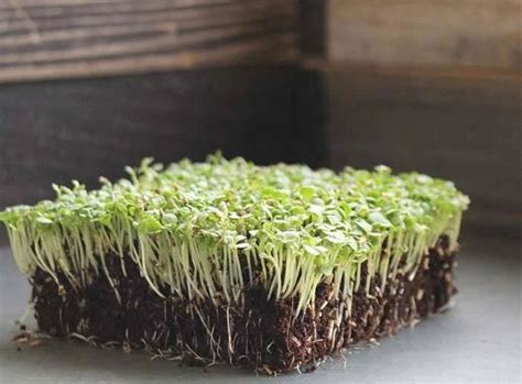 Microgreen Endive H Four Seasons Grower