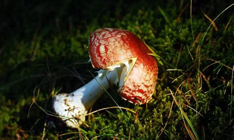 How Long Does Amanita Muscaria Last