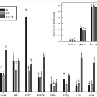 Expression Analysis Of Transcripts Of Enzymes Involved In Carbon