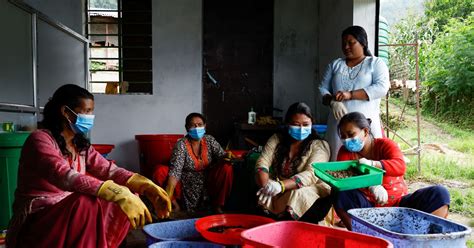 Fly larvae breeds success for women in Nepal village | Reuters