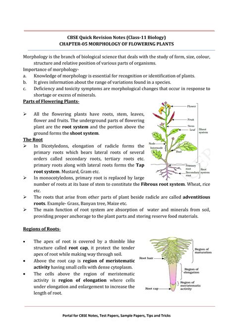 SOLUTION 11 Biology Notes Ch05 Morphology Of Flowering Plants Studypool