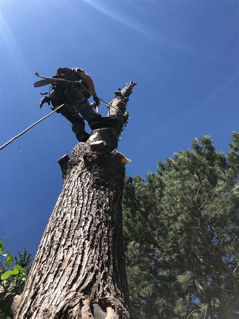 Black Bear Tree Care Top Rated Tree Services Colorado Springs Colorado