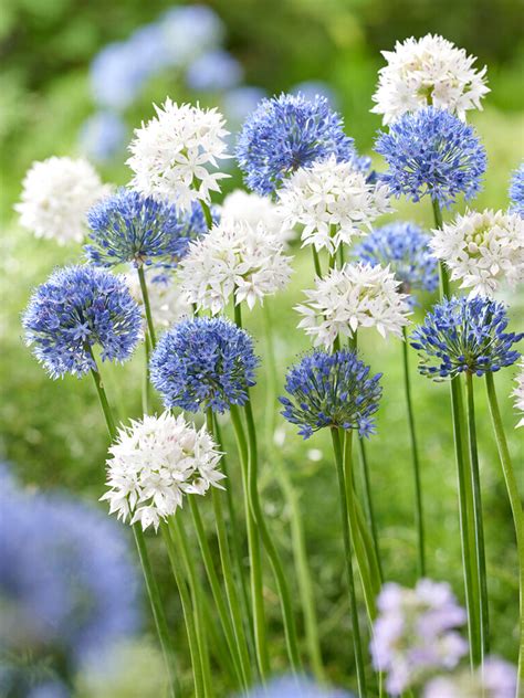 Allium Ice And Sky Collection Dutchgrown® Flower Bulbs