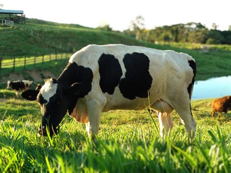 Pecuária leiteira vacas Portal Embrapa