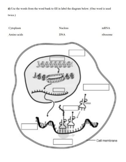 Solved 4 Protein Synthesis Fill In The Blanks And Give