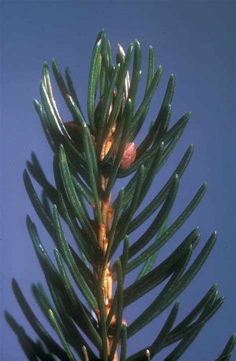 Norway spruce (NS) - Forest Research
