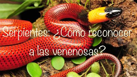 C Mo Identificar A Una Serpiente Venenosa Youtube