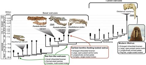 NHMLAC Scientists Help Uncover New Insights Into The Origins Of The