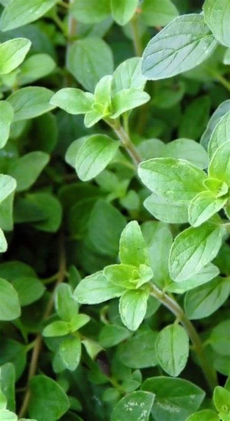 How To Grow And Harvest Oregano Artofit