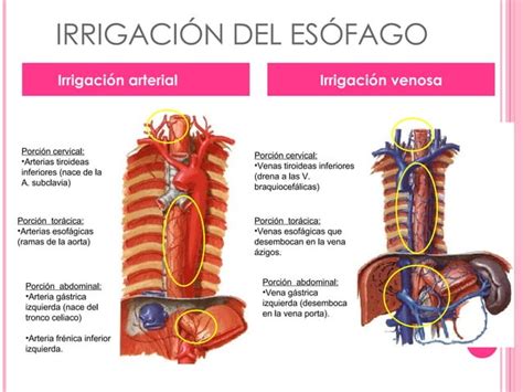 Sangrado De Tubo Digestivo Alto Ppt