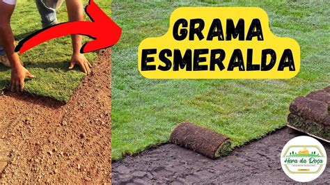 Grama Esmeralda Saiba Como Plantar Corretamente Tapetes E Peda Os De