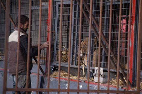 Sondage Pour Ou Contre Les Cirques Avec Les Animaux Sauvages En Cages