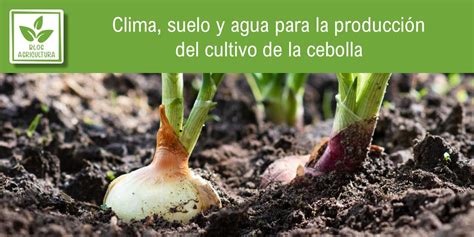 Clima Suelo Y Agua Para La Producci N Del Cultivo De La Cebolla