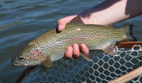 Missouri River Fishing Report: 5/14/17 - CrossCurrents Fly Shop ...