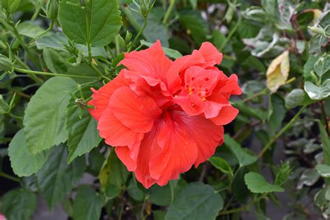 Double Red Hibiscus Hibiscus Rosa Sinensis Double Red In Pittsburgh