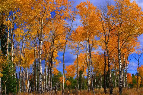 K K Autumn Parks Birch Trees Hd Wallpaper Rare Gallery