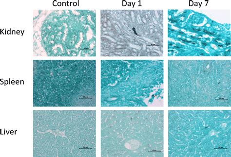 Representative Histopathological Hematoxylin Eosin Stained Sections Of