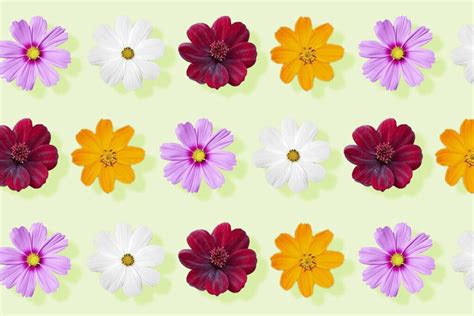 Cosmos Flowers in Every Hue: A Complete Color Guide - Petal Republic