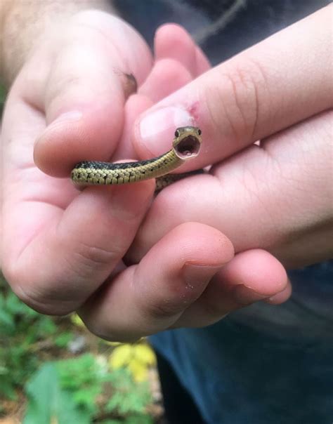 Adorable Snake Pics That Will Help You Conquer Your Fear Tiny Baby