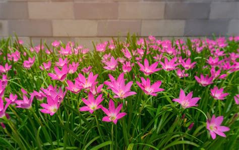 The Rain Lily Plant Guzmans Garden Centers