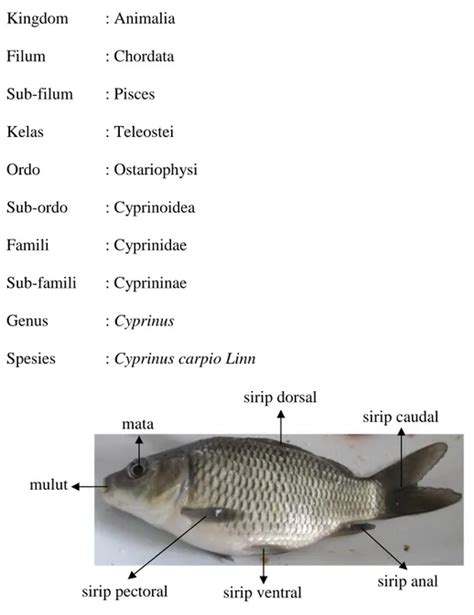 Ii Tinjauan Pustaka Klasifikasi Ikan Mas Adalah Sebagai Berikut