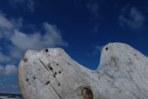 Free Images Beach Driftwood Sea Coast Tree Nature Sand Rock