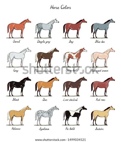 Horse Coat Colors Photos and Images | Shutterstock