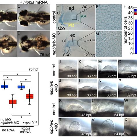 Reduced Zpa Expression Of Shh In Nipbl− Mouse Limb Buds Ab Whole