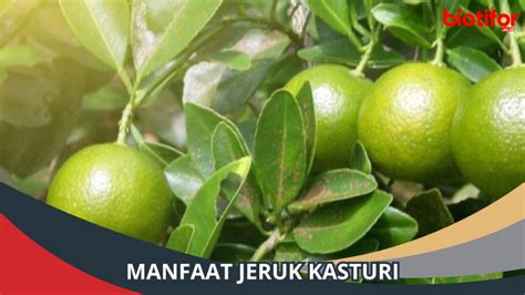 Manfaat Jeruk Kasturi Bagi Kesehatan Tubuh Biotifor