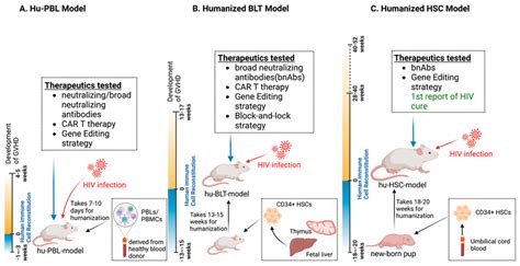 Comparison of three commonly used humanized mouse model in HIV... | Download Scientific Diagram