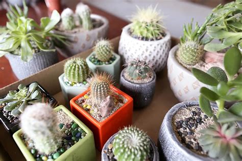 How To Repot Cactus And Succulents Chicago Land Gardening