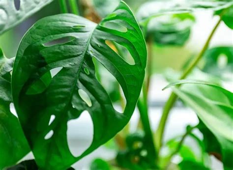 Mogu Li Biljke Monstera Rasti U Blizini Grejača Ili Radijatora Moja