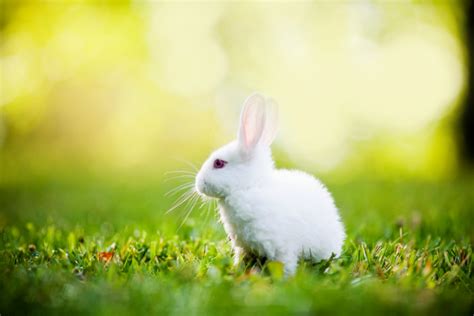 Rabbit Wallpapers For Desktop 65 Images