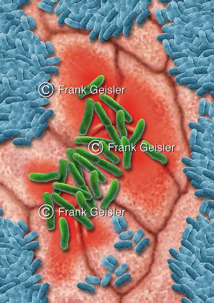 EHEC Erreger Bakterium Escherichia Coli Inmitten Darmflora Medical