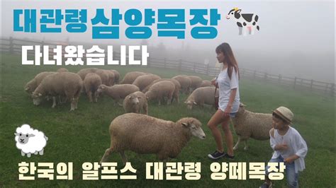 다녀왔습니다 대관령 삼양목장 푸른 초원 양떼몰이 공연이 좋았던 삼양 양떼목장에 다녀왔습니다 아이와함께 데이트 가볼만한곳