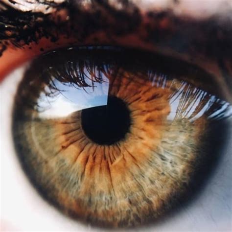 Hazel Eyes Separating Fact From Fiction