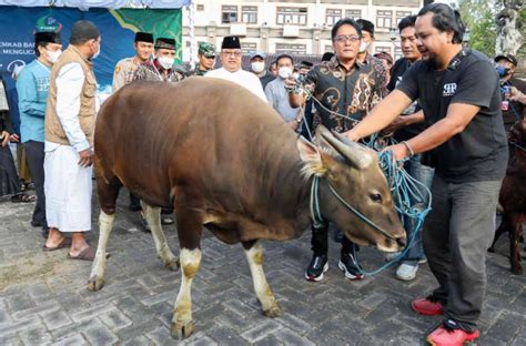 Bupati Giri Prasta Serahkan Hewan Kurban Di Hari Raya Idul Adha Bali