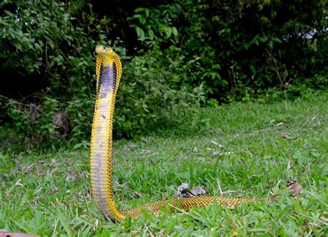 10 Most Venomous Snakes In The World 10 Most Today