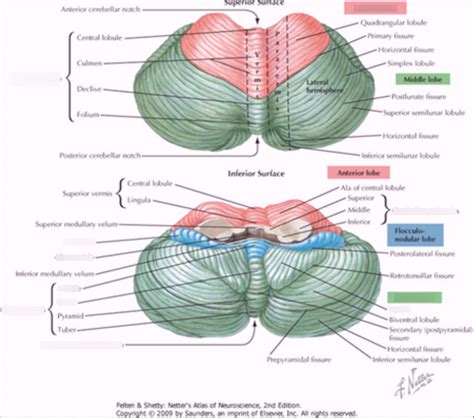 Cerebellum Diagram Superficial Surface Diagram Quizlet