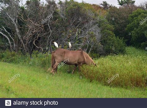 Symbiotic Relationship Bird Cattle High Resolution Stock Photography