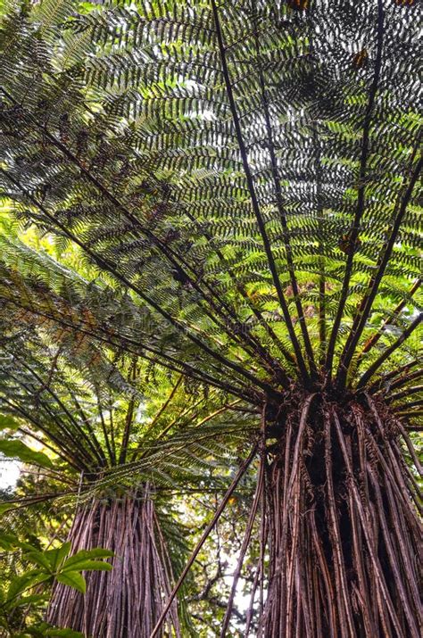 New Zealand Fern Tree stock image. Image of symbol, tree - 12758911