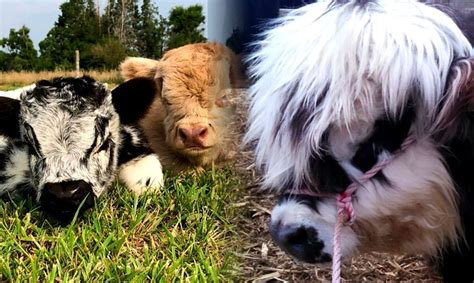 Fluffy Mini Cows Are Adorable And Yes, They Do Make Great Pets ...